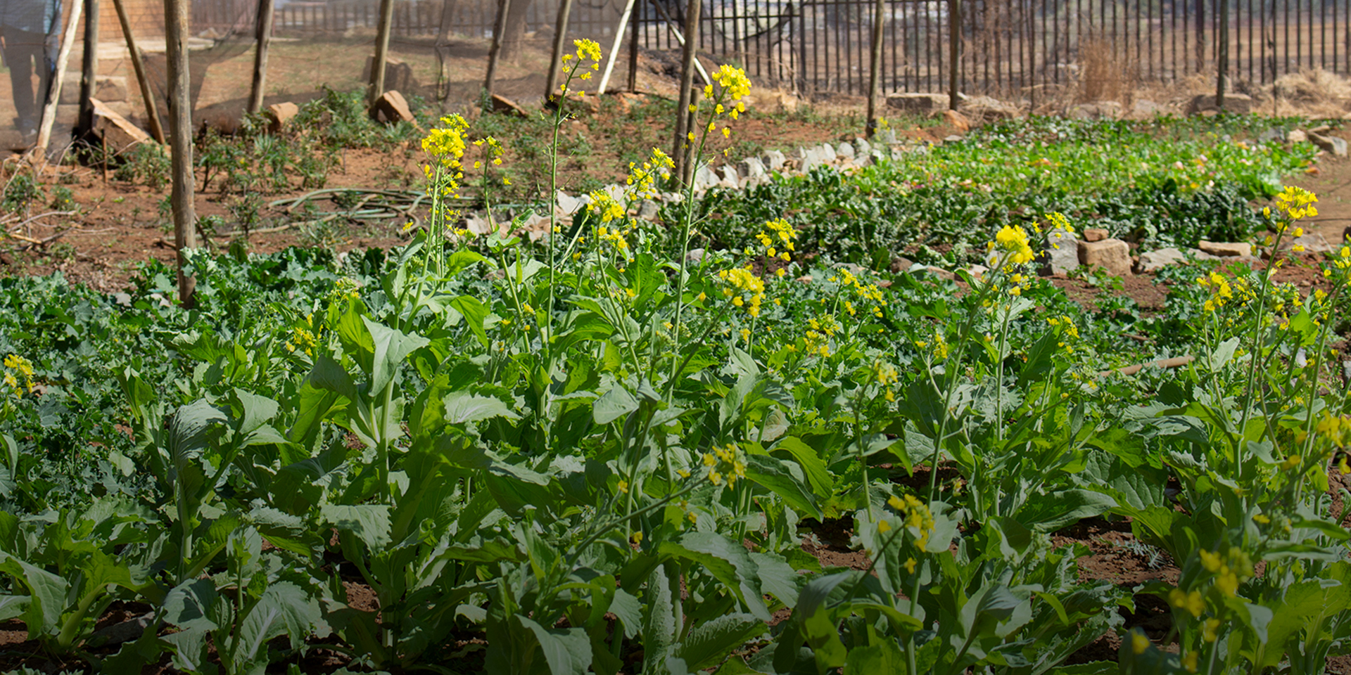 An image of a growing garden with large stems that are budding yellow flowers.