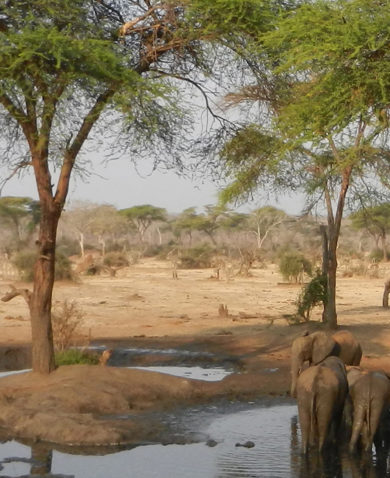 Image of a shallow river in a savanna with a herd of elephants drinking on its edge.