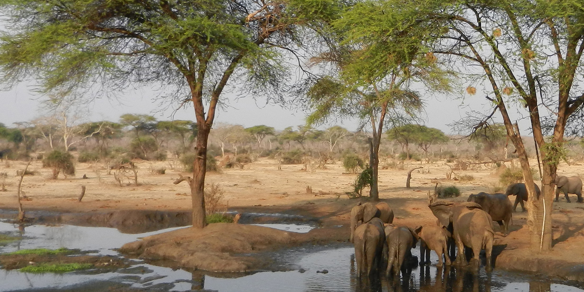 Image of a shallow river in a savanna with a herd of elephants drinking on its edge.