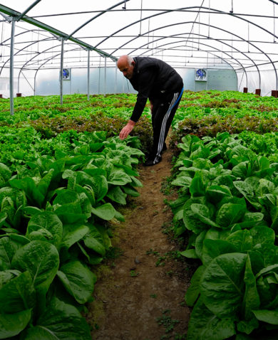 Two men inspecting bright green lettuce and cabbage within a greenhouse.
