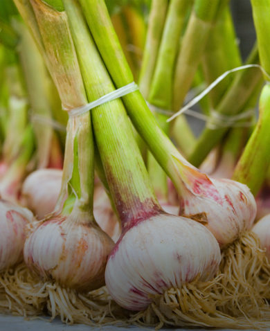 A close-up image of green onions bundled together with string.
