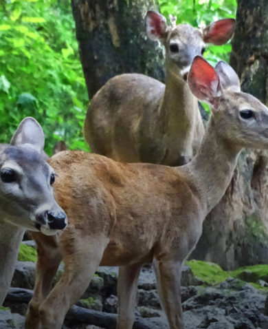 Several fawns standing together in a forest.
