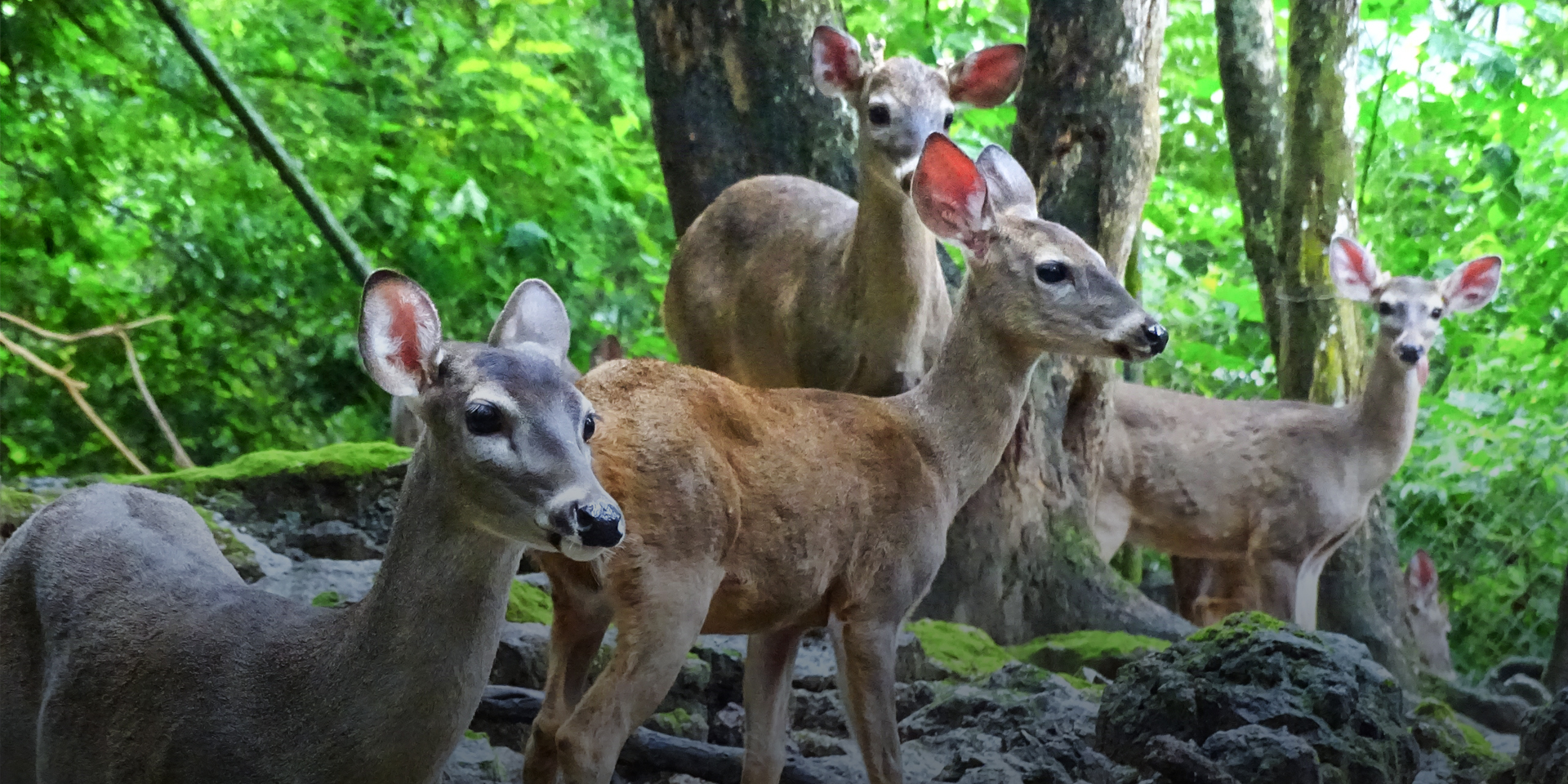 Several fawns standing together in a forest.