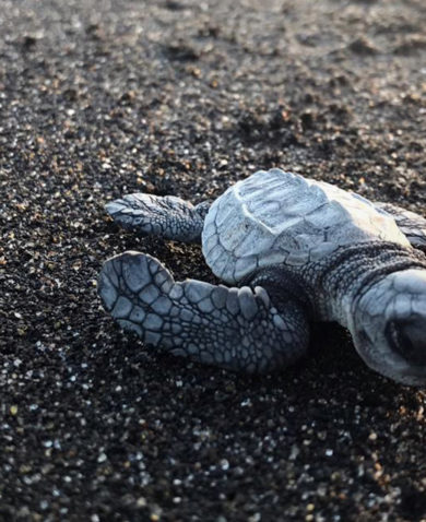 Image of a baby sea turtle moving along black sand.