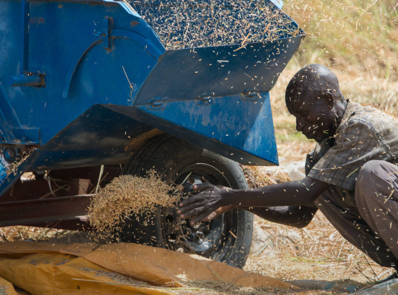 A man kneeling below a harvester that is dispersing grain. He is throwing a pile of grain onto a pile beside him.