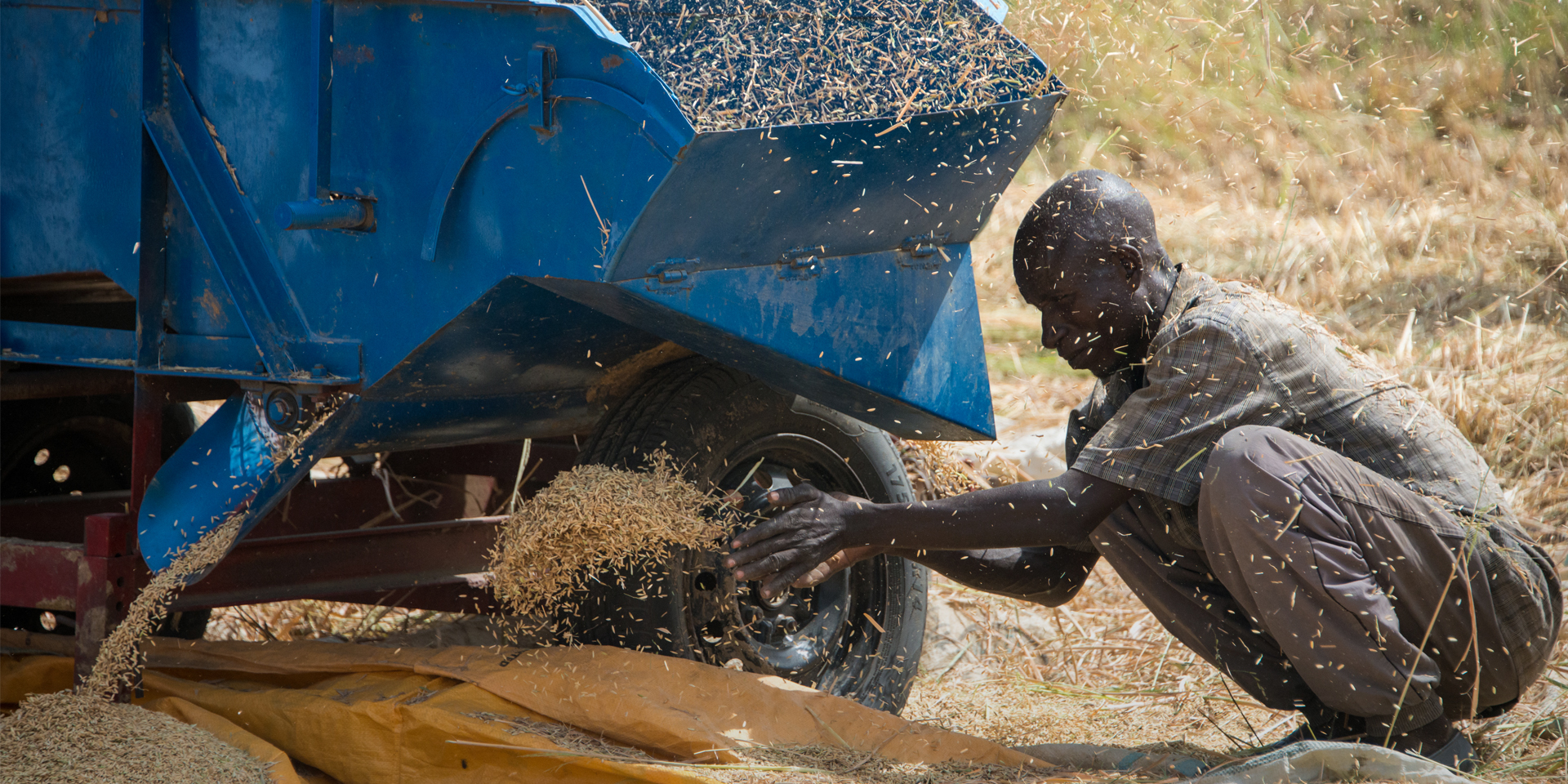 A man kneeling below a harvester that is dispersing grain. He is throwing a pile of grain onto a pile beside him.