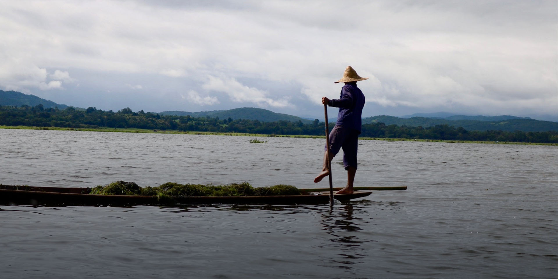 Fisher harvesting aquatic plants on Inle Lake, Myanmar.