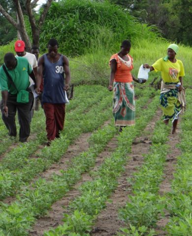 A group of people walking amongst crops and spreading fertilizer.