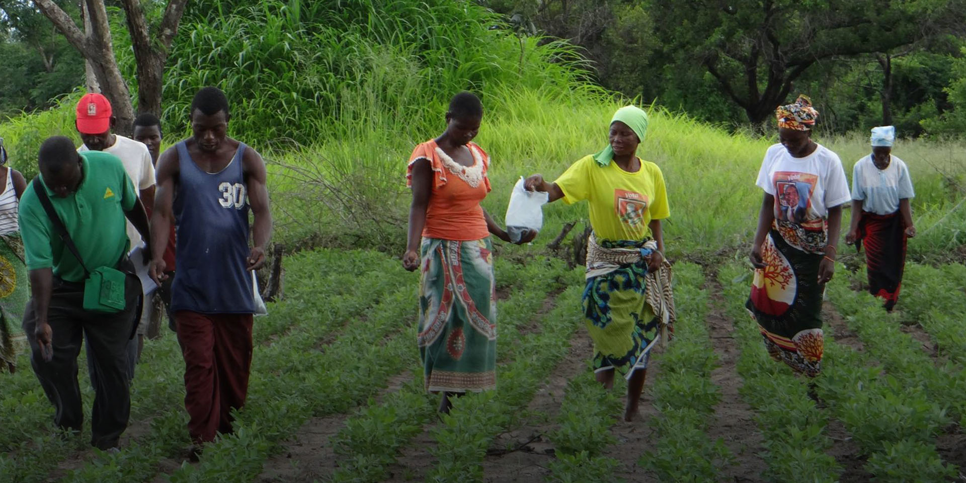 A group of people walking amongst crops and spreading fertilizer.