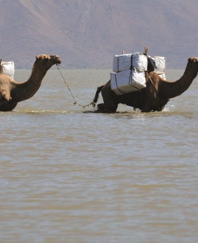 Image of a man leading two camels carrying cargo across a waist-deep river.