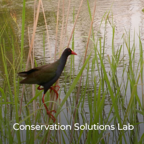 The Conservation Solutions Lab convenes scientists, conservationists, and development practitioners to assess and apply evidence-based practices to designing, implementing, and evaluating community engagement approaches in conservation. 