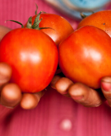 A close-up image of a pair of hands holding several tomatoes.