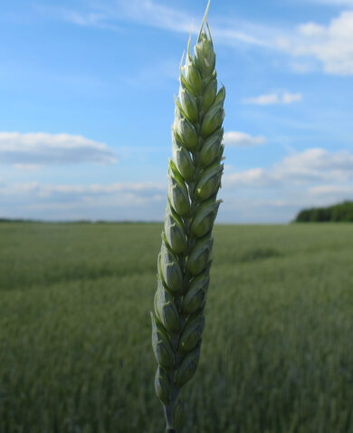 A bright green head of wheat with a large swath of farmland in the background.