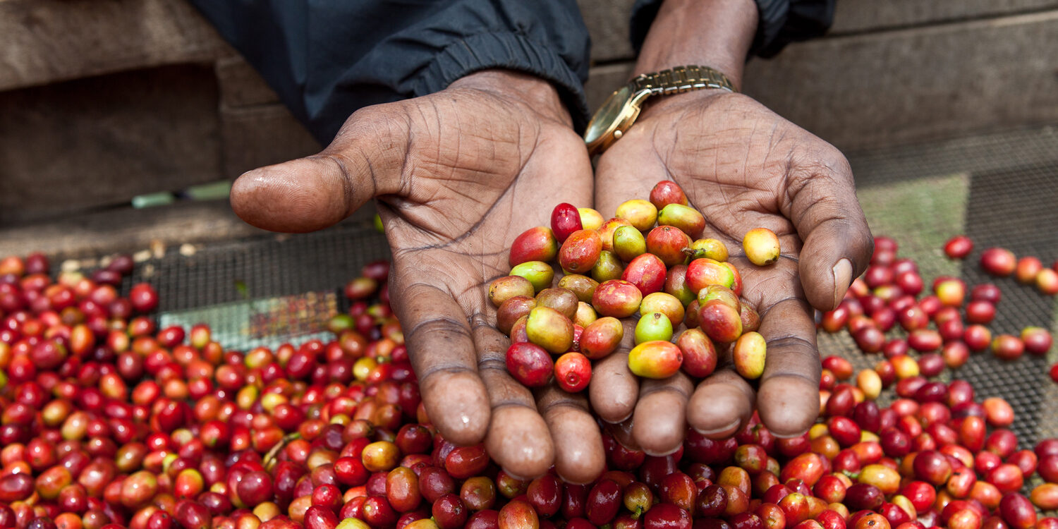 hands holding red and yellow coffee beans