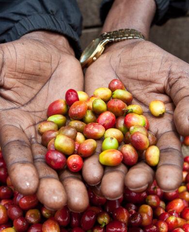 Hands holding red and yellow coffee beans.