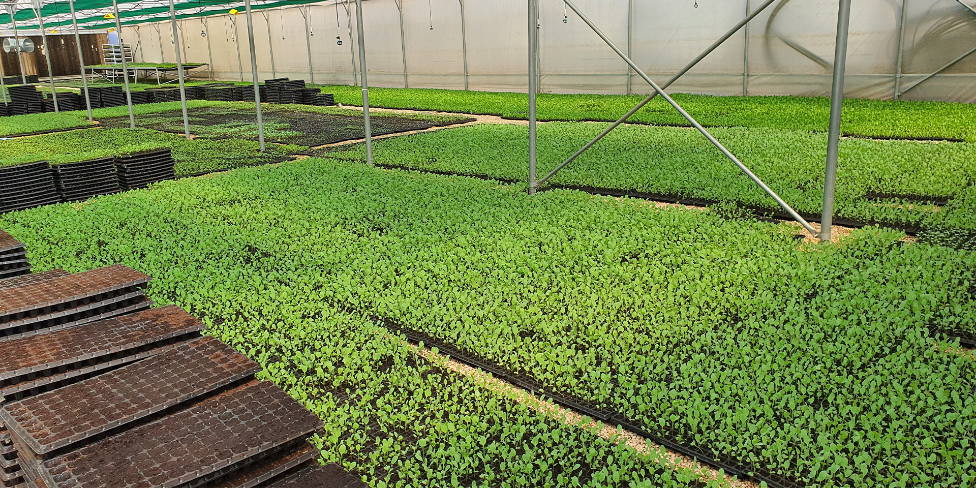 The interior of a greenhouse filled with sprouting crops.