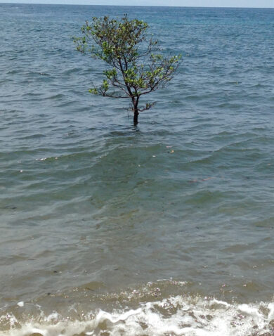 Image of an ocean shore with a small tree growing out of the water.