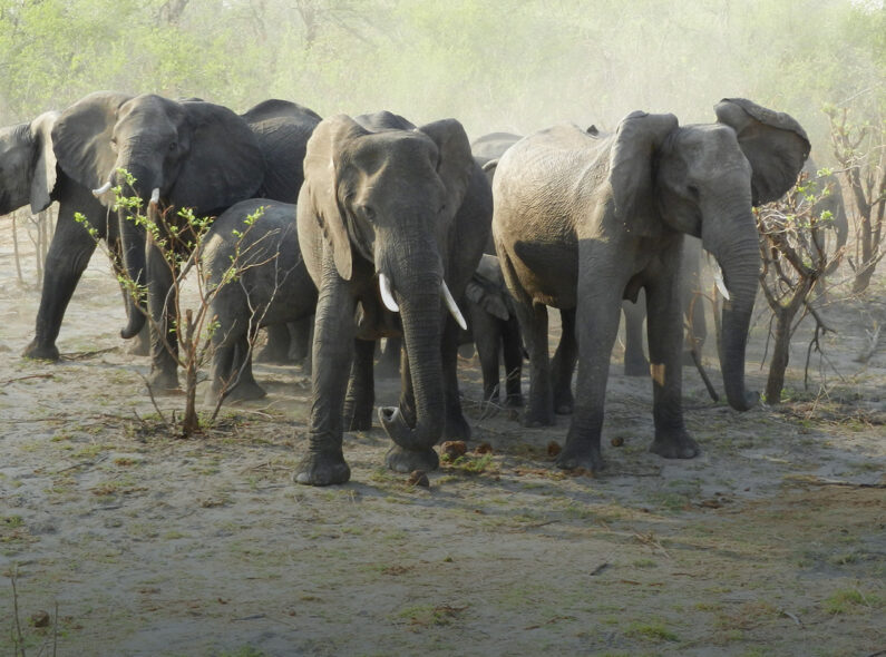 A group of elephants standing together in a savanna.