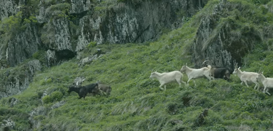 Image of a herd of goats walking through a mountainous terrain.