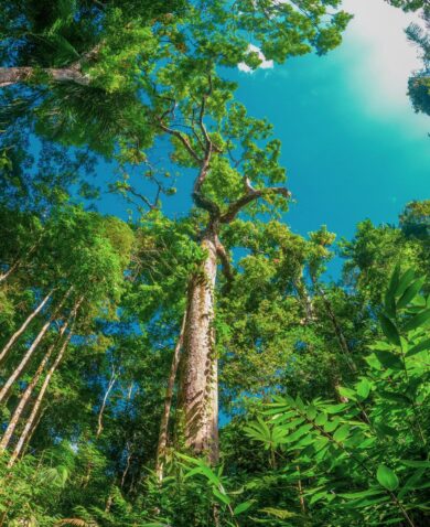 A skyward view of a lush green canopy of a rainforest.
