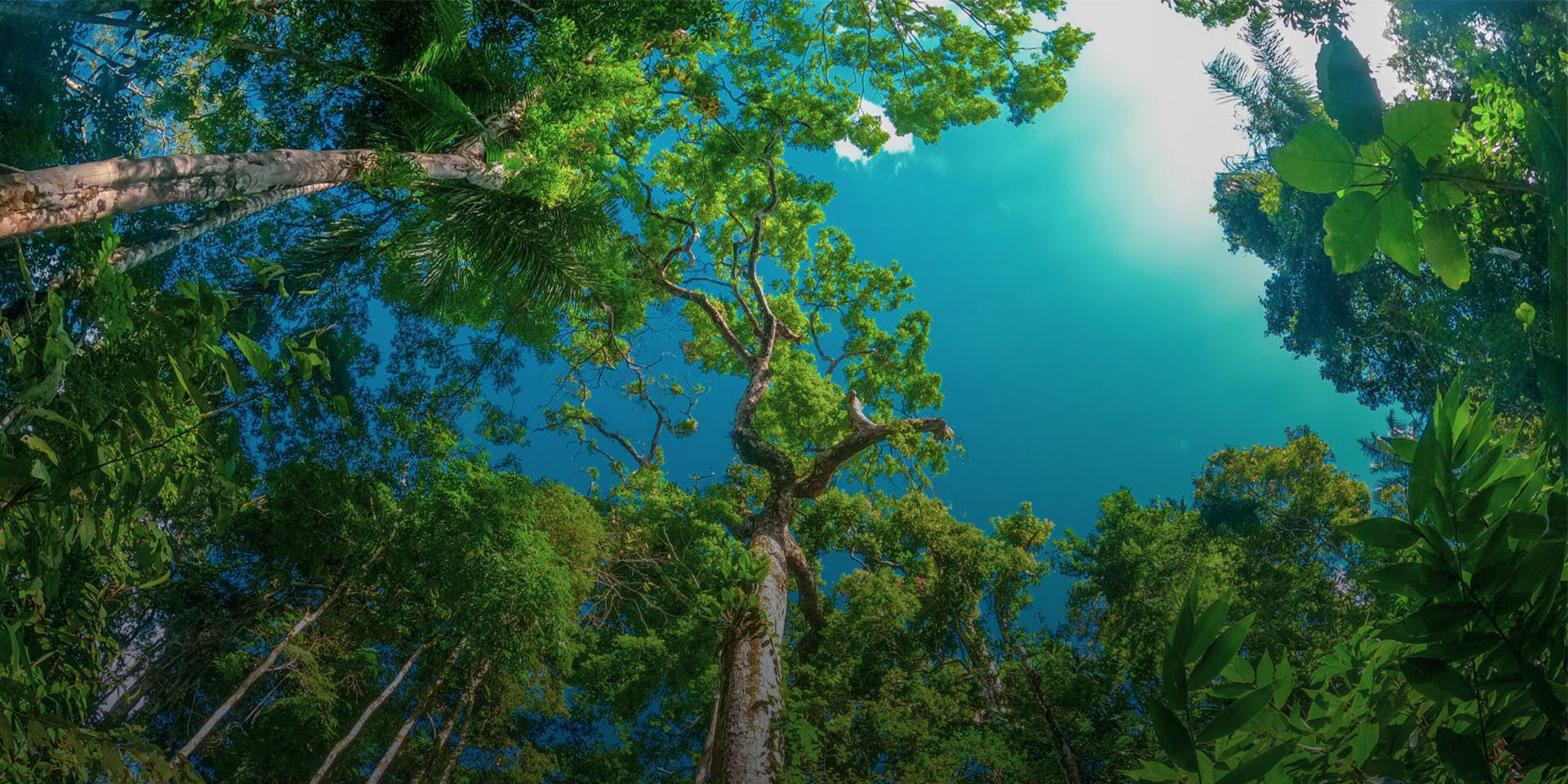 A skyward view of a lush green canopy of a rainforest.
