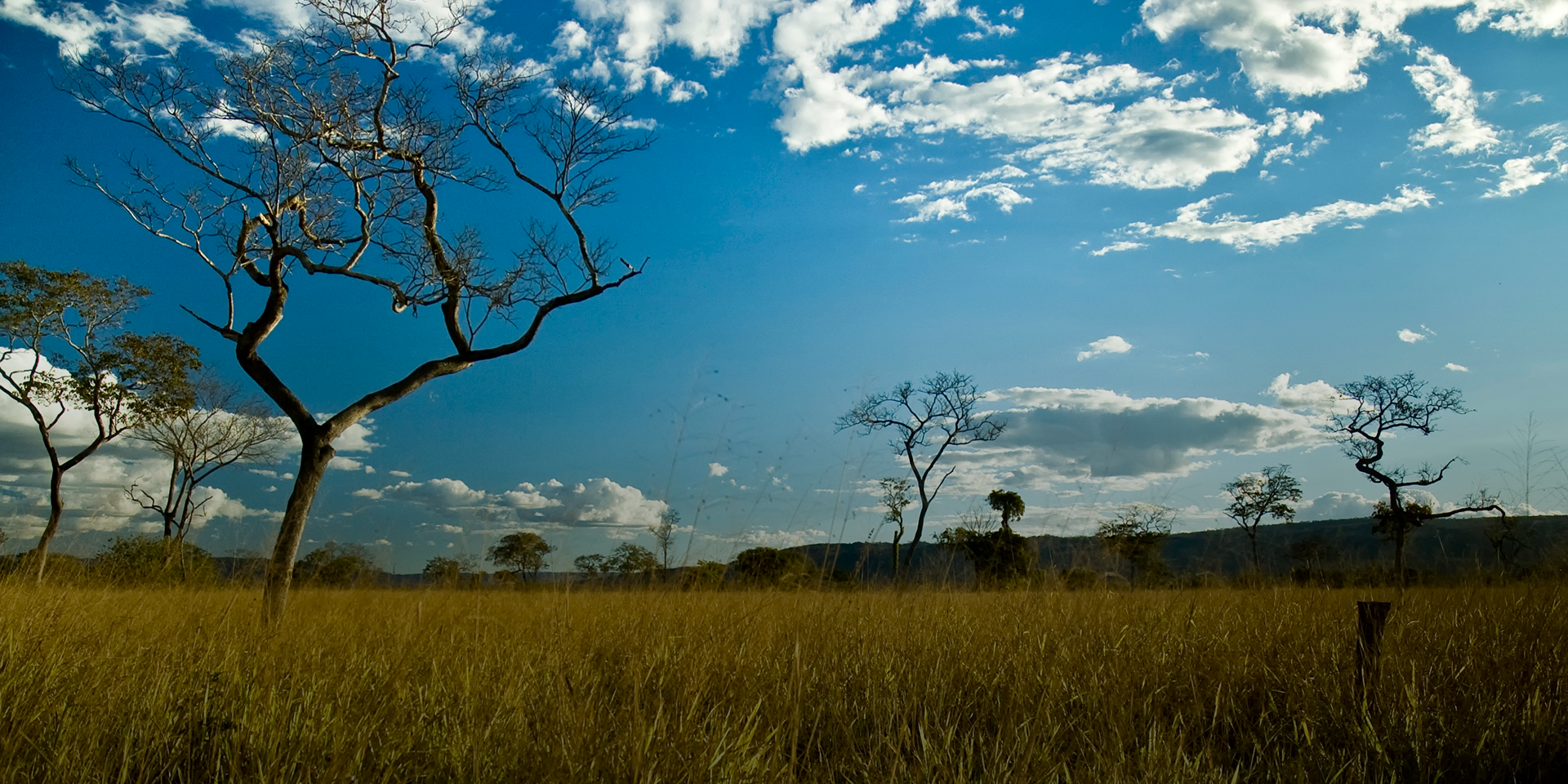 Image of trees in a field of the Brazilian cerrado