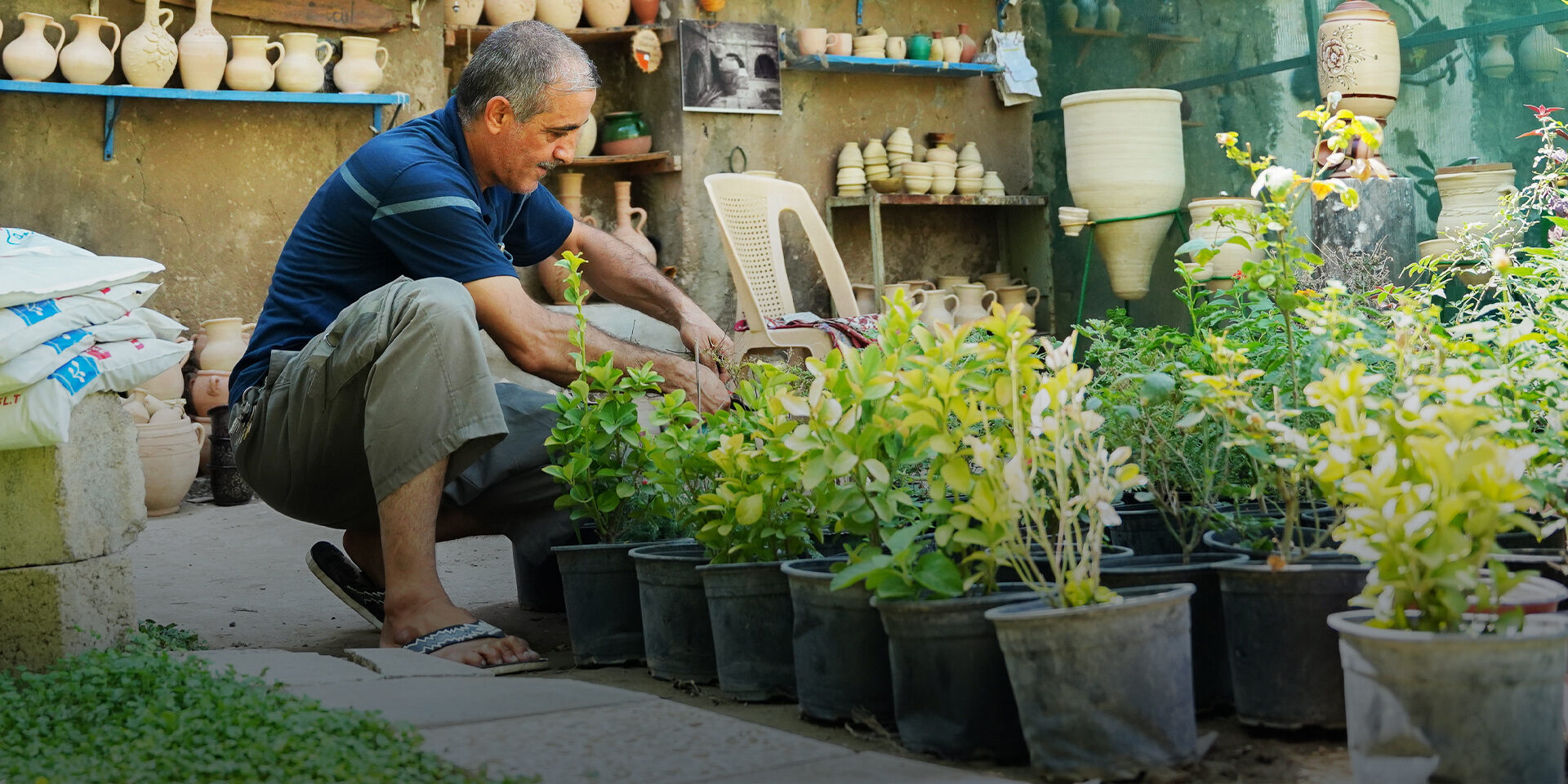A man kneeling beside several potted plants and trimming their leaves.
