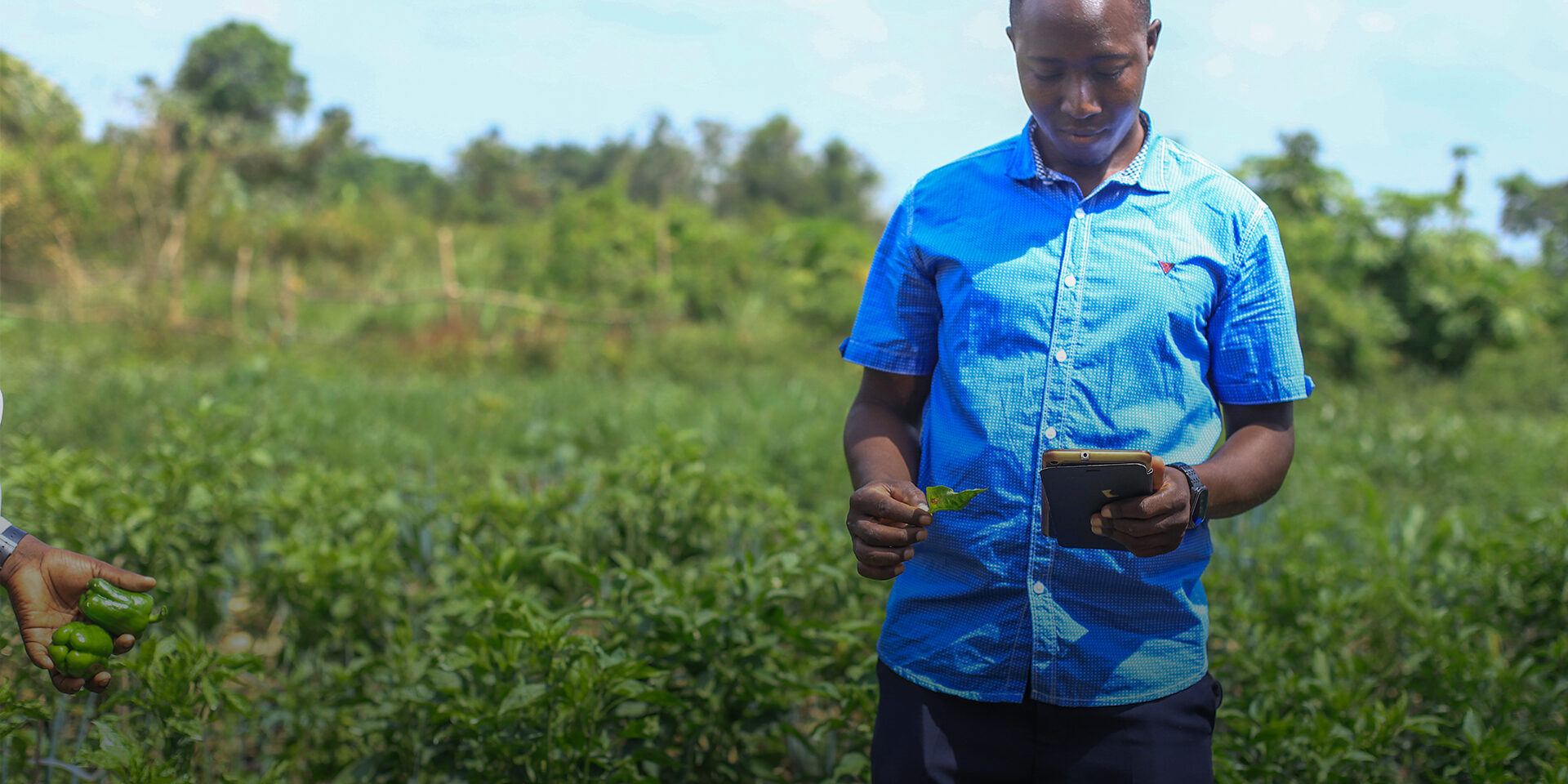 Man uses phone app while standing in vegetable garden.
