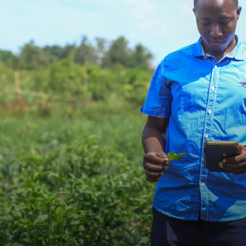 Man uses phone app while standing in vegetable garden.