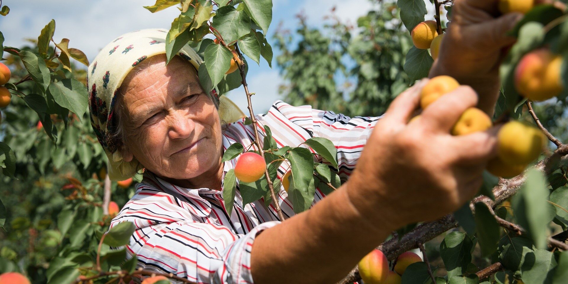 A woman picking apricots in Moldova.