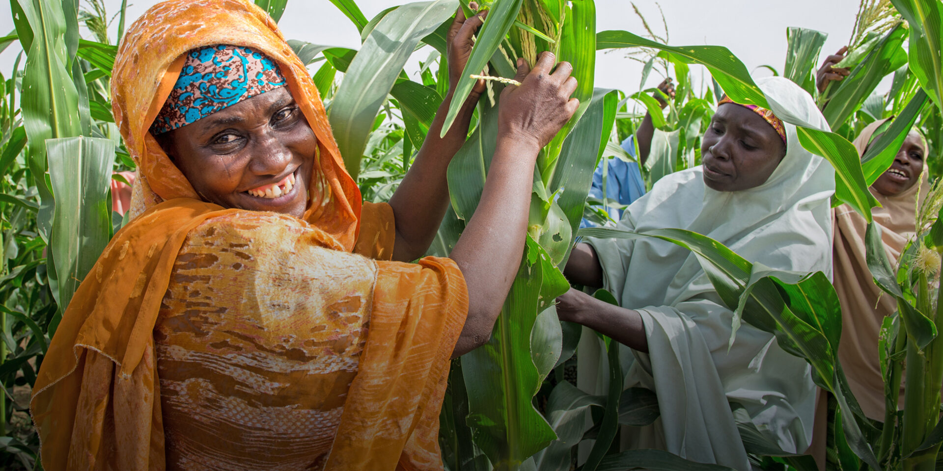 Women work in a corn field.