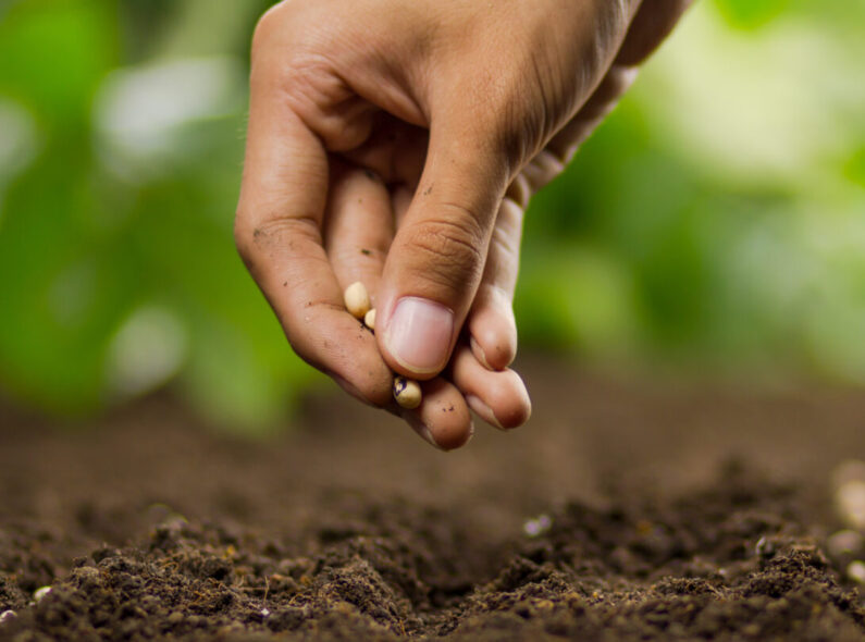 Stock photograph of a person's hand planting seeds in the earth.