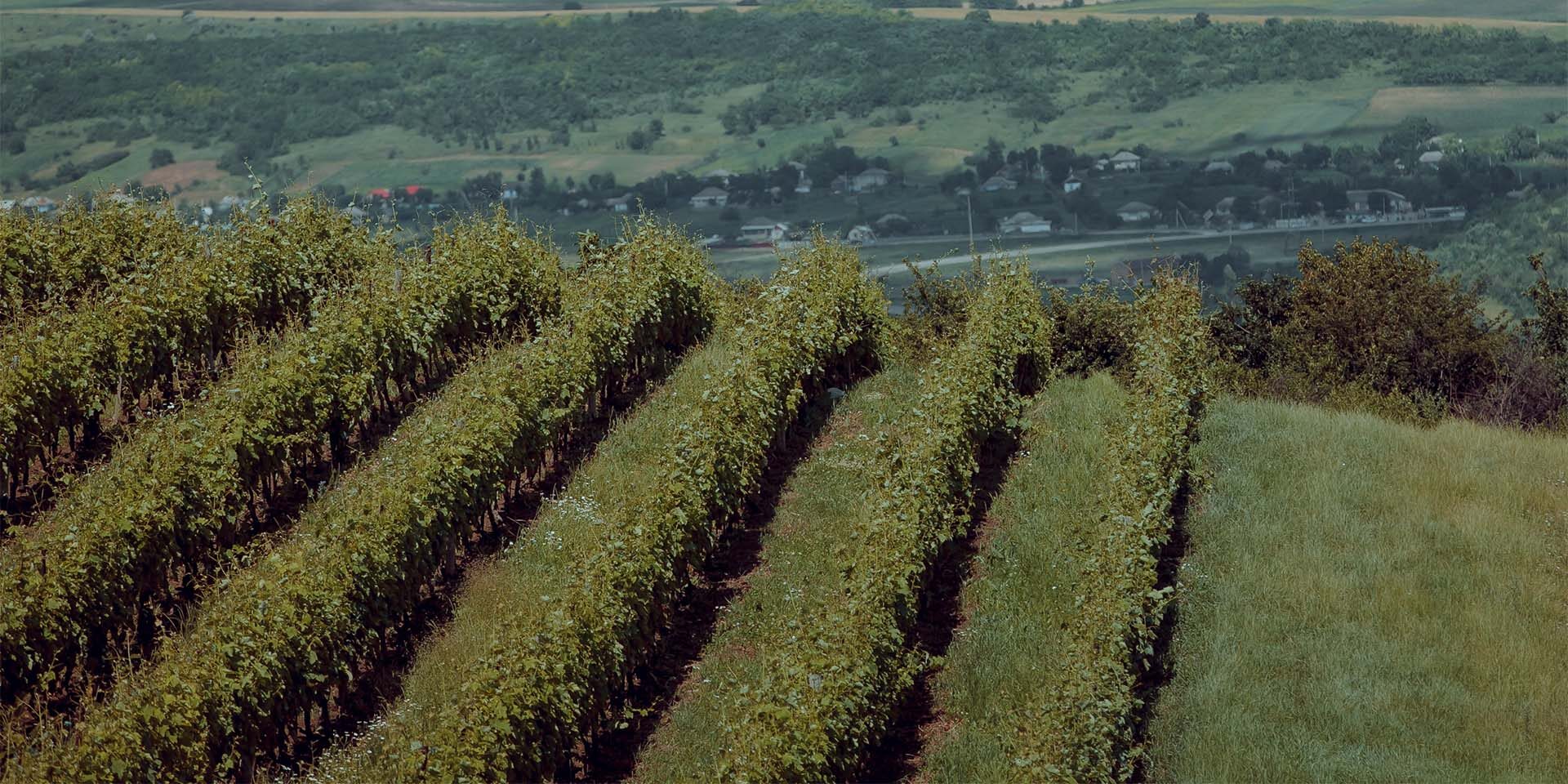 An image of a vineyard in Moldova.