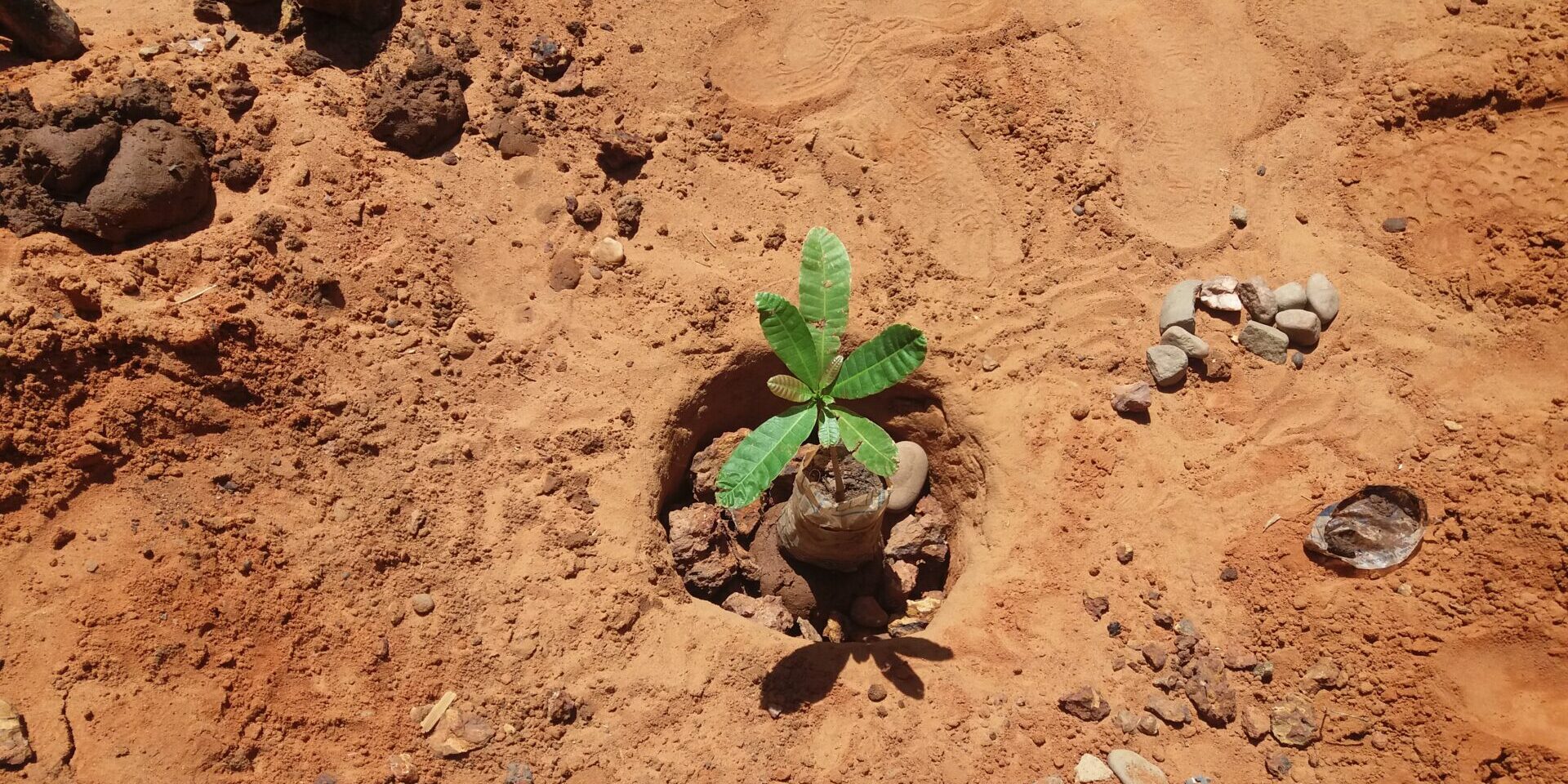 A small green plant sprouts up from dirt.
