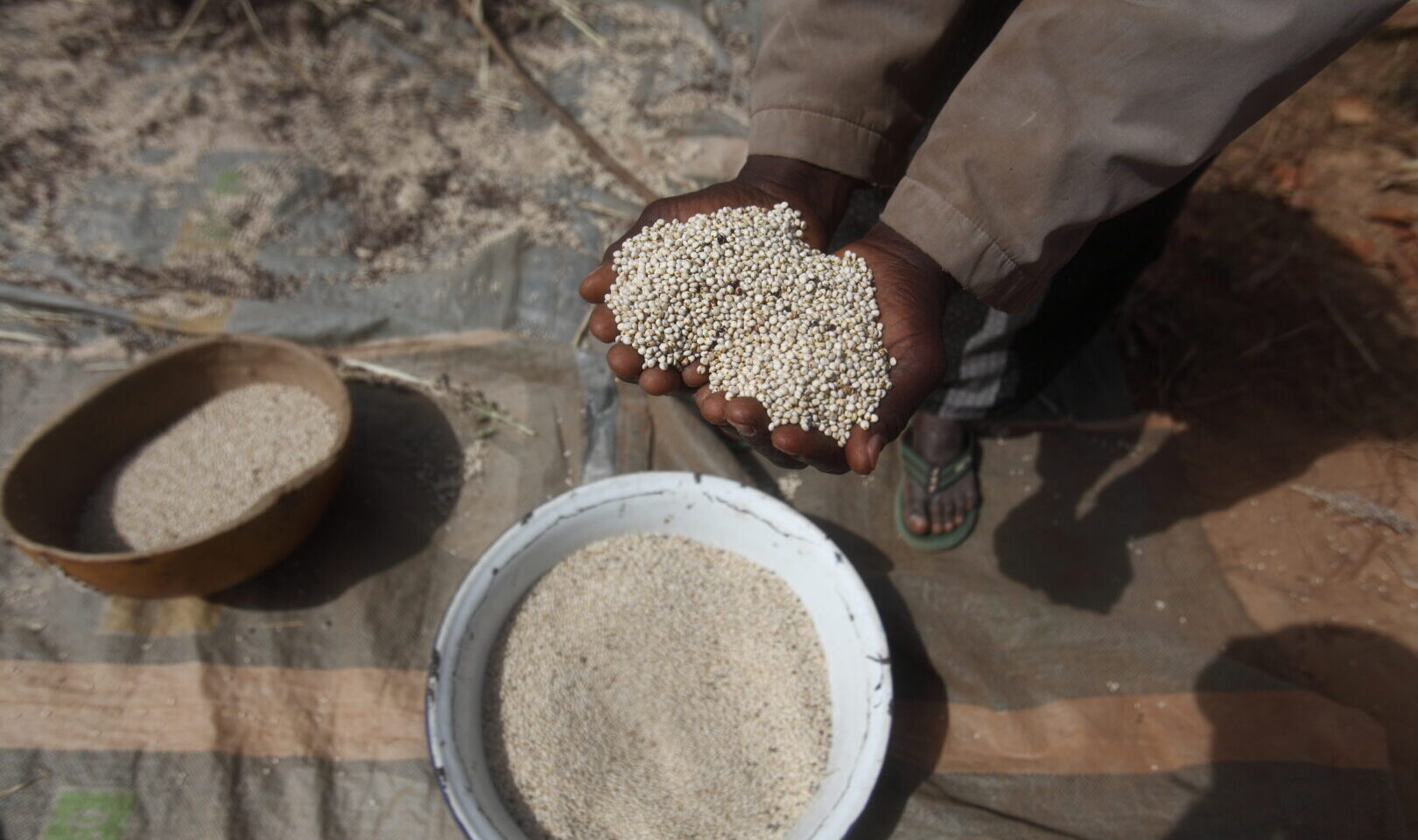 Hands cupped holding grains