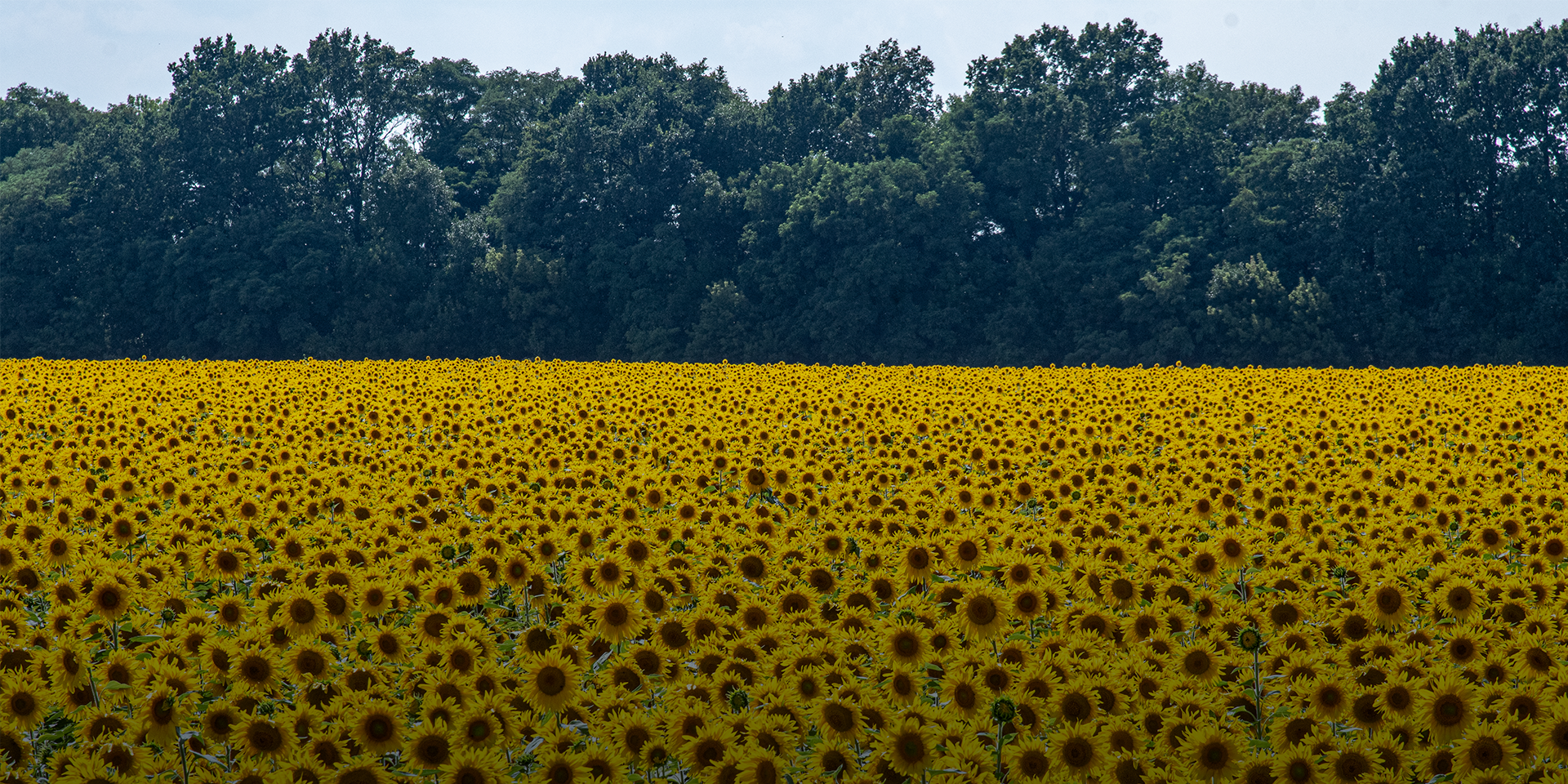 A field of sunflowers in Ukraine