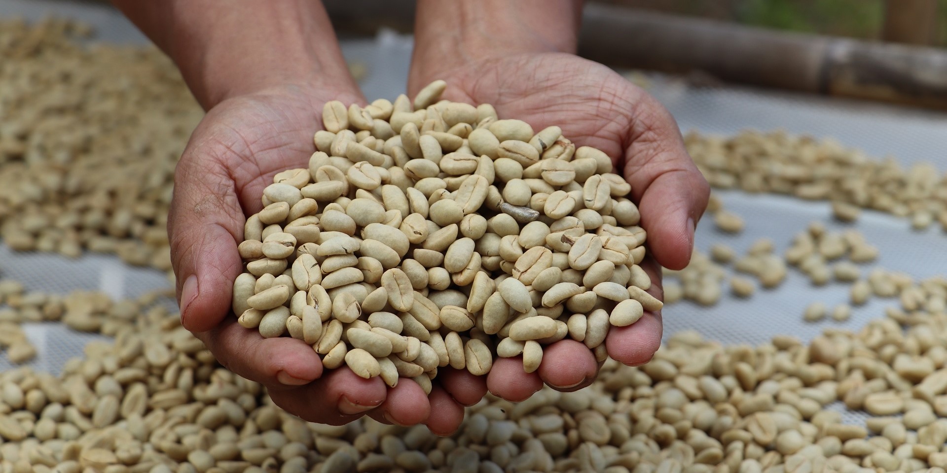 Hands holding raw coffee beans