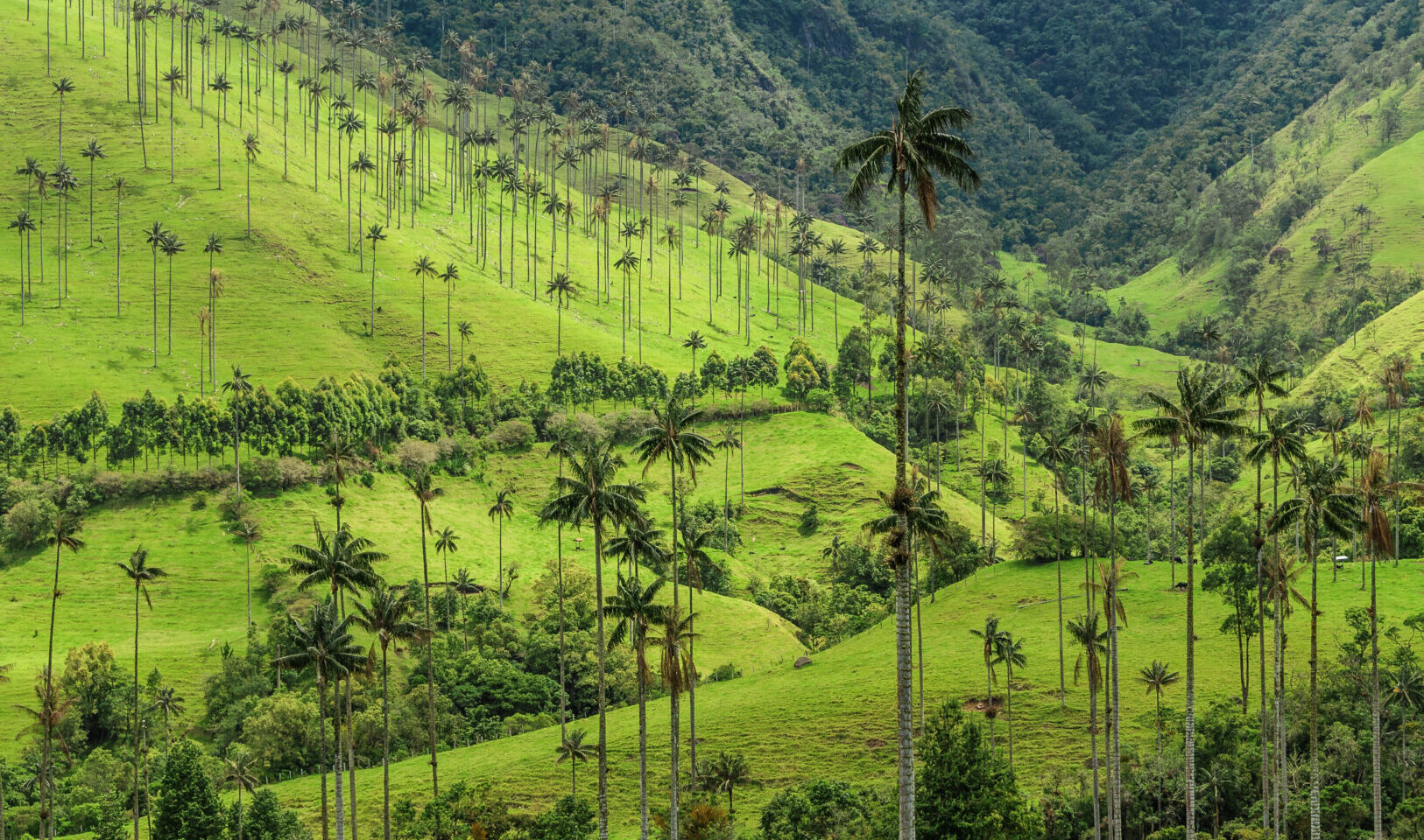 Aerial view of wax palm trees in Colombia