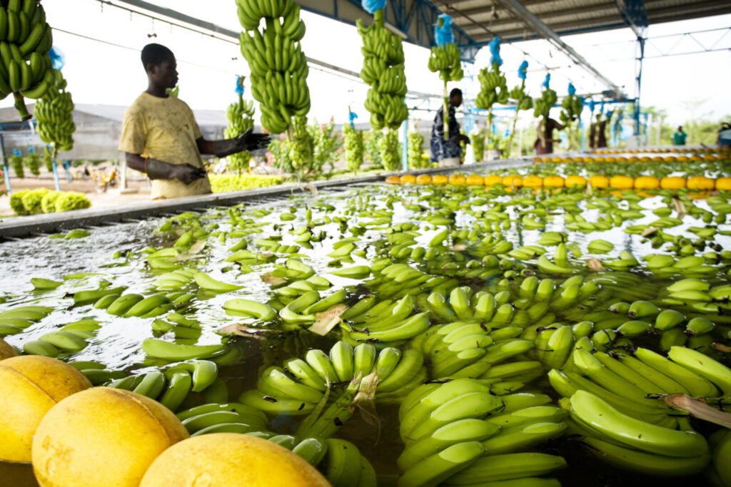 A small produce market in Ghana selling bananas