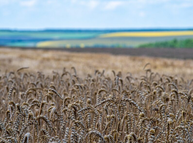 Close up of wheat field in Ukraine