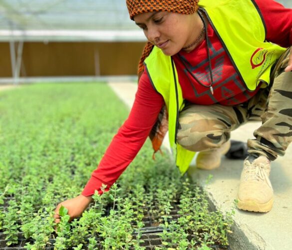 A women leans over trays of seedlings in a greenhouse