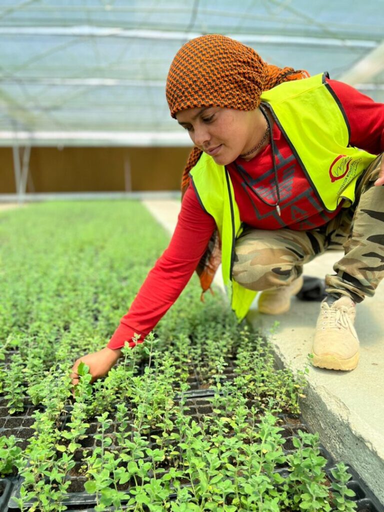 A women leans over trays of seedlings in a greenhouse 