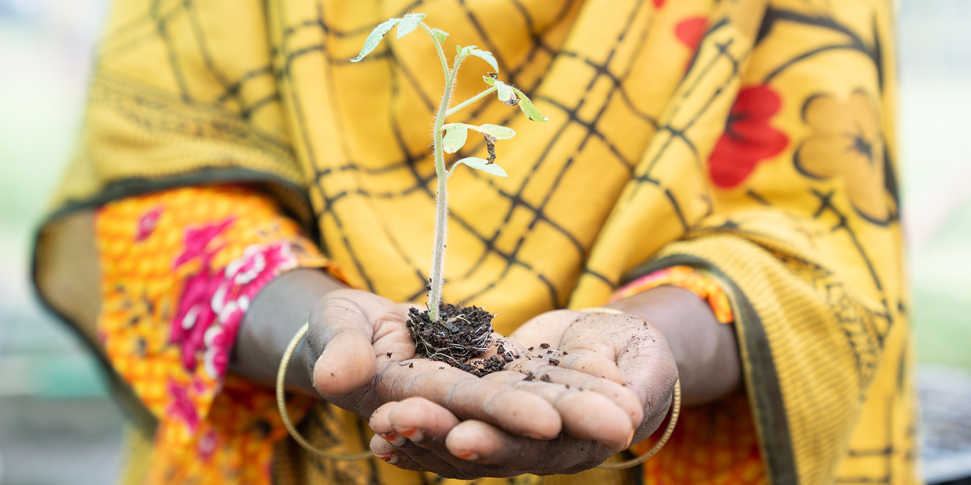 Hands holding a small seed transfer